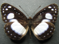 Adult Male Upper of Black-eyed Plane - Pantoporia venilia moorei